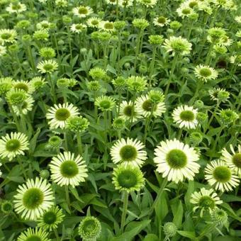 Echinacea purpurea 'Green Jewel'