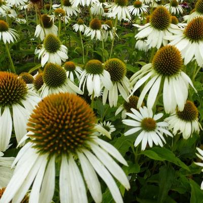 Echinacea purpurea 'Happy Star' - Echinacea purpurea 'Happy Star'