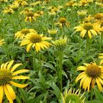 Echinacea purpurea 'Harvest Moon' - 