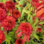 Echinacea purpurea 'Hot Papaya' - 