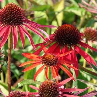 Echinacea purpurea 'Hot Summer'