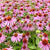 Echinacea purpurea 'Kim's Knee High'