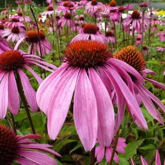 Echinacea purpurea 'Leuchtstern'