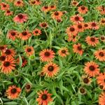 Echinacea purpurea 'Orange Skipper'