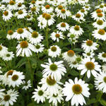 Echinacea purpurea 'POWWOW White' - 