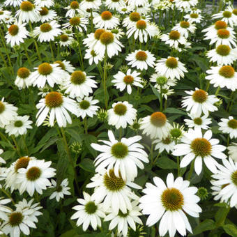 Echinacea purpurea 'POWWOW White'