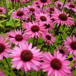 Echinacea purpurea 'Profusion' - 