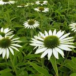 Echinacea purpurea 'Purity'