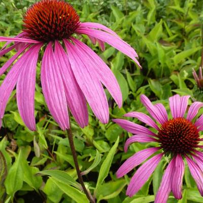 Echinacea purpurea 'Rubinstern' - Echinacea purpurea 'Rubinstern'