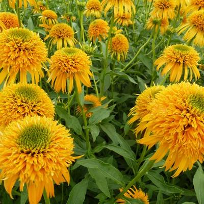 Echinacea purpurea 'SECRET Glow' - 