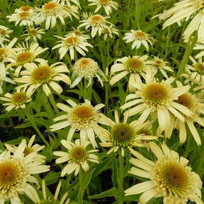 Echinacea purpurea 'SECRET Joy' - 