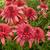 Echinacea purpurea 'SECRET Passion'