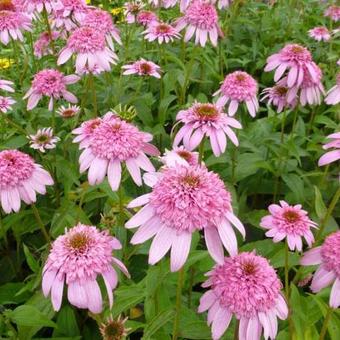 Echinacea purpurea 'SECRET Romance'