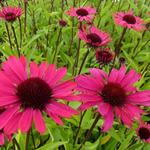 Echinacea purpurea 'Summer Cloud' - Echinacea purpurea 'Summer Cloud'