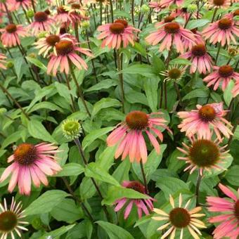 Echinacea purpurea 'Summer Cocktail'