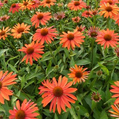 Echinacea purpurea 'Summer Fire' - 