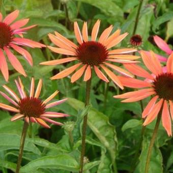 Echinacea purpurea 'Sundown'