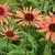 Echinacea purpurea 'Sundown'