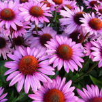 Echinacea purpurea 'The King' - 