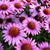 Echinacea purpurea 'The King'