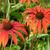 Echinacea purpurea 'Tomato Soup'