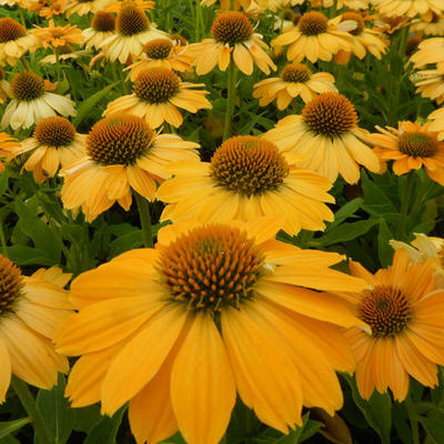 Echinacea purpurea 'Tweety' - 