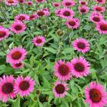 Echinacea purpurea 'Vintage Wine' - 