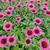 Echinacea purpurea 'Vintage Wine'