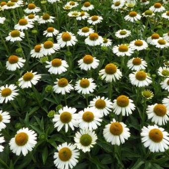 Echinacea 'White Meditation'