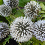 Echinops bannaticus 'Albus'