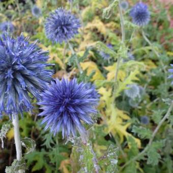 Echinops bannaticus 'Blue Globe'