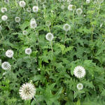 Echinops bannaticus 'Star Frost'