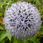 Echinops bannaticus 'Taplow Blue'