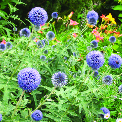 Echinops ritro - Azurite (flore)