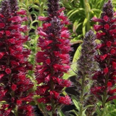 Echium amoenum - Kaukasischer Natternkopf