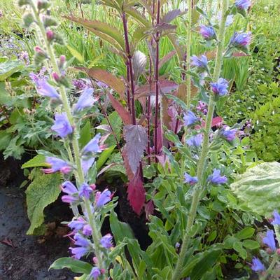 Echium vulgare - Gewöhnlicher Natternkopf