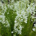 Epilobium angustifolium 'Alba' - Epilobium angustifolium 'Alba'