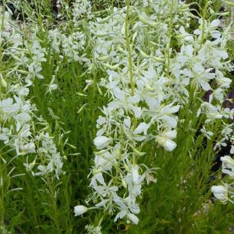 Epilobium angustifolium 'Alba'