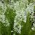 Epilobium angustifolium 'Alba'