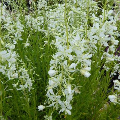 Epilobium angustifolium 'Alba' - 