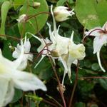 Epimedium grandiflorum - Grossblütige Sockenblume