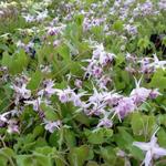 Epimedium grandiflorum 'Akebono' - 