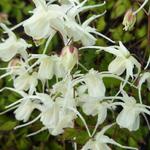 Epimedium grandiflorum 'Bandit' - 