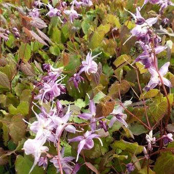 Epimedium grandiflorum 'Lilafee'