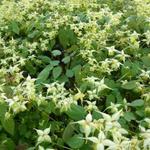 Epimedium 'Flowers of Sulphur' - 