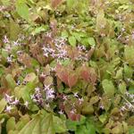 Epimedium 'Pink Elf' - Epimedium 'Pink Elf'