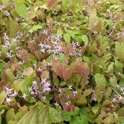 Epimedium 'Pink Elf'