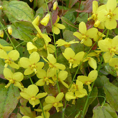 Epimedium perralchicum 'Frohnleiten' - FLEUR DES ELFES