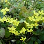 Epimedium perralderianum - 