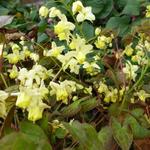 Epimedium pinnatum 'Black Sea' - 